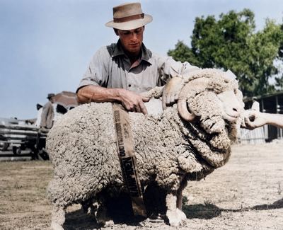 Gert Annis “Tokkie” Oosthuizen Marincowitz kneeling behind a merino ram in full fleece, holding its head up for the...