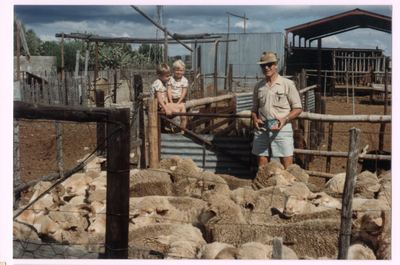 Gert Annis "Tokkie" Oosthuizen Marincowitz (1919-2003) standing in a pen of merinos in a hat, dark glasses and...
